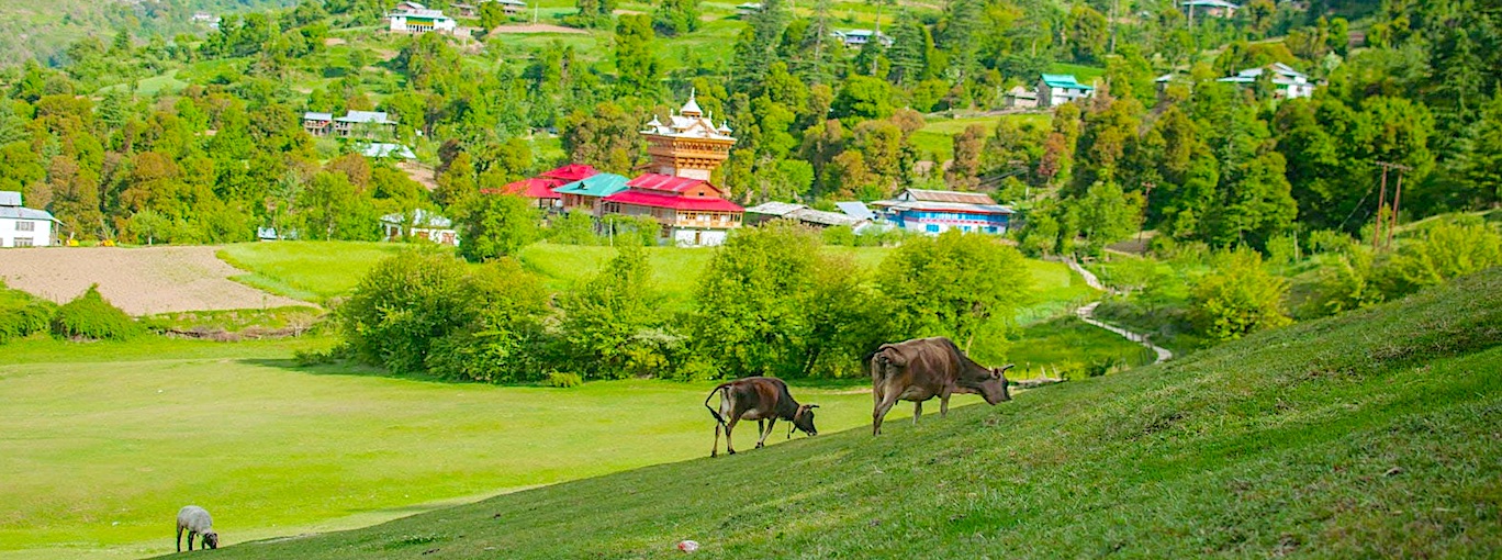 Gushaini, Tirthan Valley Himachal